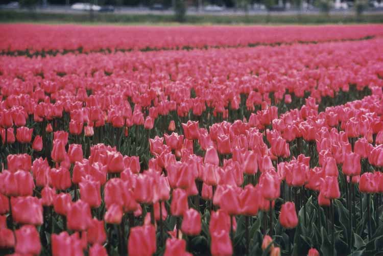 tulip fields